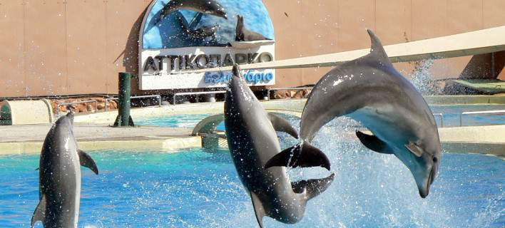 Στον εισαγγελέα για τις επιδείξεις δελφινιών το Αττικό Ζωολογικό Πάρκο